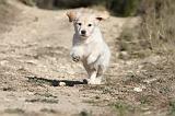 GOLDEN RETRIEVER 517